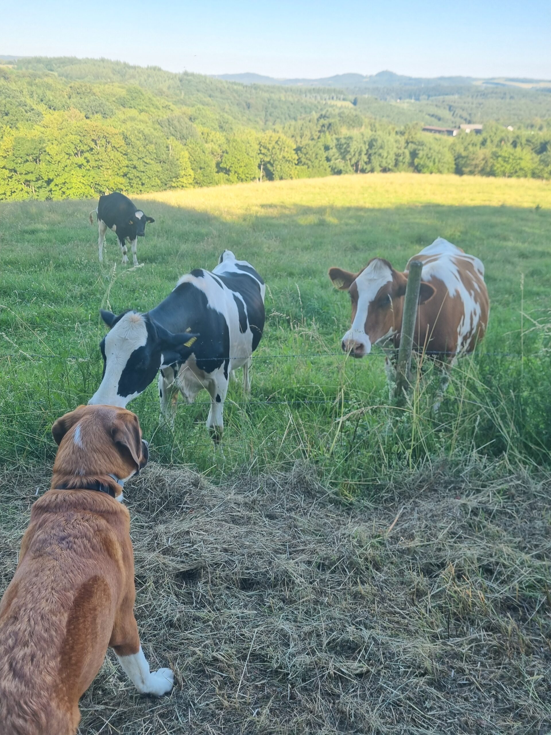 Hund bei Spaziergang in Rodder CJS Apartments am Nürburgring
